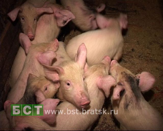 Вакцинация свиней против чумы