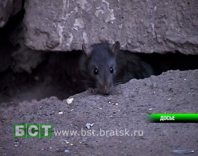 Масштабную войну с крысами объявили братские коммунальщики