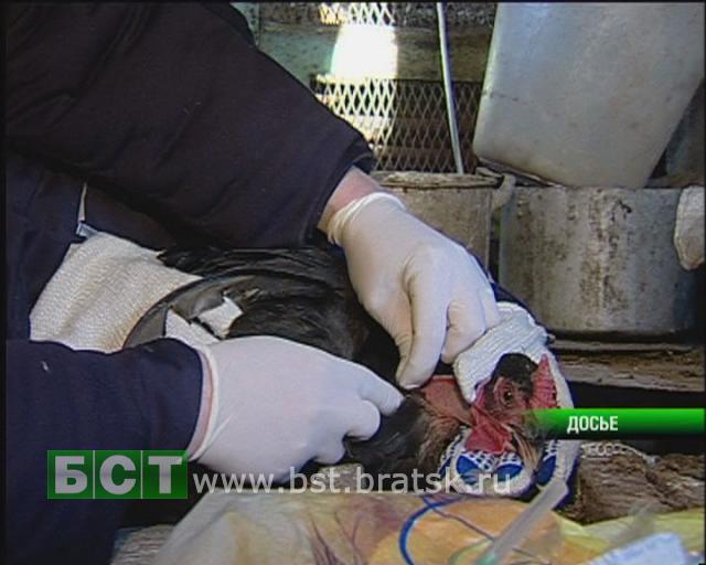 Плановую вакцинацию птиц провели ветеринары города