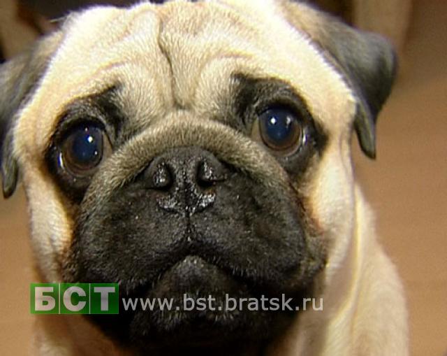 Самый лучший пес Прибайкалья живет в Братске