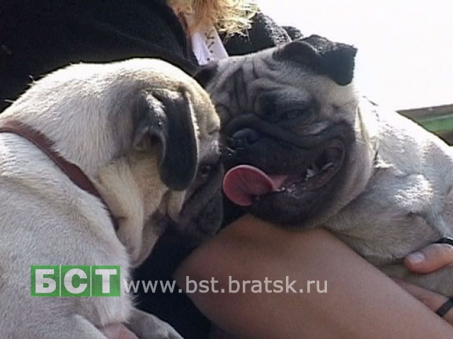 В Братске состоялась Всероссийская выставка собак