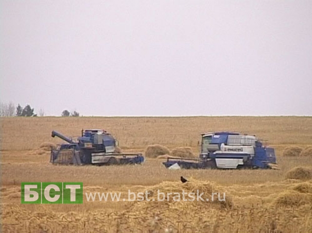 Уборка урожая на полях Братского района продолжается