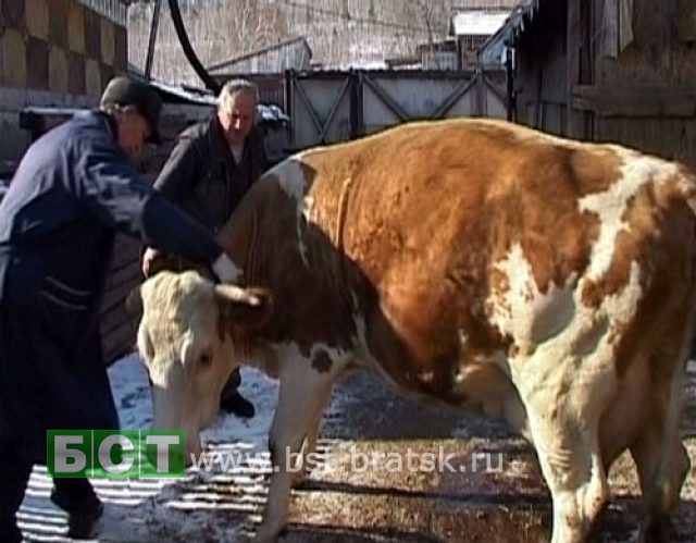 Туберкулёза у домашнего скота в Порожском нет
