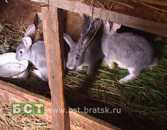 Массовый падёж кроликов в Братске