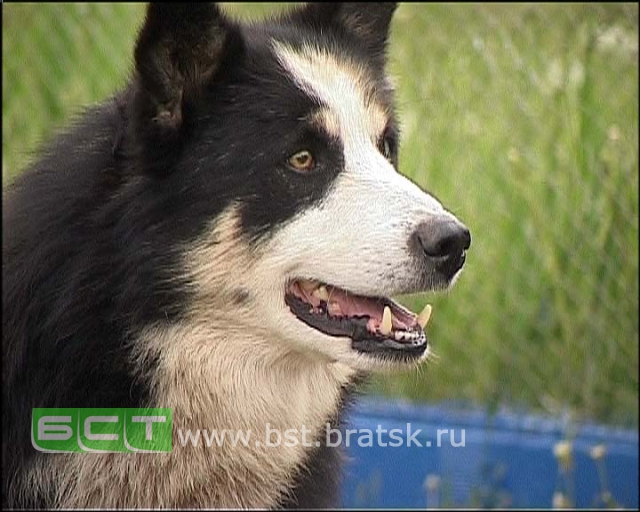 Жителя поселка Сахарово будут судить за жесткое убийство собаки