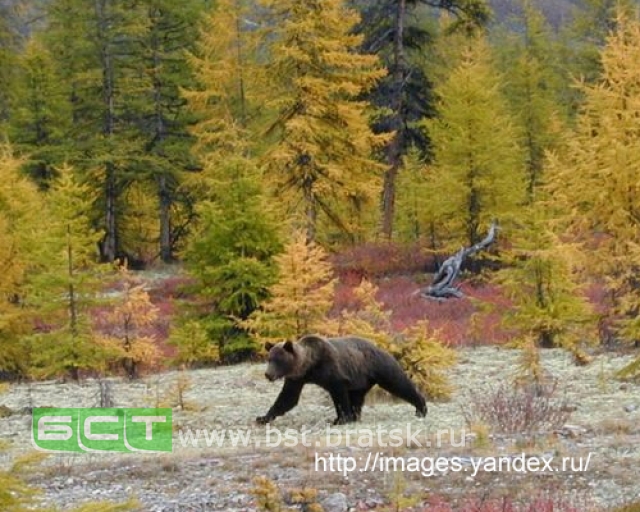 Медведь напал на двух ягодников в Качугском районе. Один мужчина погиб