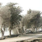 СТРАШНО ИНТЕРЕСНО: парадоксы природы