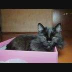 ХВОСТИКИ: привычки кошек