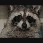 ХВОСТИКИ: енот