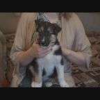 ХВОСТИКИ: только в добрые руки!