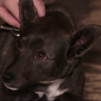 ХВОСТИКИ: грустный Мишка