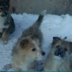 ХВОСТИКИ: усатые-лохматые сироты