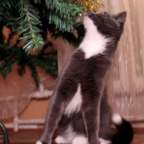 ХВОСТИКИ: кошка и ёлка