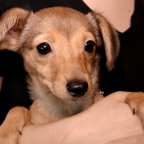 ХВОСТИКИ: рыжий щенок