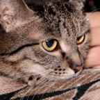 ХВОСТИКИ: кошка Муся