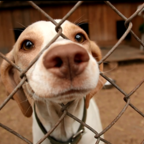 ХВОСТИКИ: Ханг