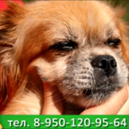 ХВОСТИКИ: пекинес