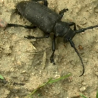 СТРАШНО ИНТЕРЕСНО: стригун