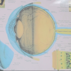 РАЗРЯДКА: гимнастика для глаз