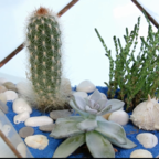 ЗЕЛЁНАЯ УЛИЦА: суккуленты 