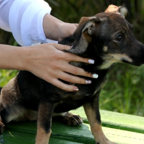 ХВОСТИКИ: собачка Ася