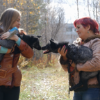 ХВОСТИКИ: чернобурка