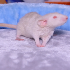 ХВОСТИКИ: крыса