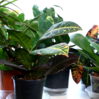 ЗЕЛЁНАЯ УЛИЦА: комнатные растения весной