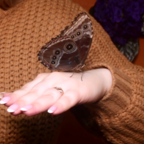 ХВОСТИКИ: бабочки