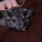 ХВОСТИКИ: питомцы, которые не вызывают аллергию