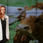 ПОСТФАКТУМ: Интересные факты о символе наступающего года