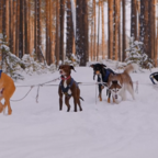 ПРАЗДНИК К НАМ ПРИХОДИТ: День ездовых собак