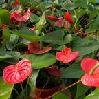 ЗЕЛЁНАЯ УЛИЦА: Найди себе зелёного друга