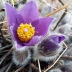 ЗЕЛЁНАЯ УЛИЦА: Какой первоцвет на самом деле называют подснежником?