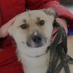 ПРЕДАННЫЕ: Лейла