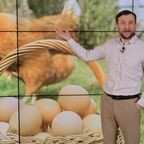 ПОСТФАКТУМ: Всё о яйцах!