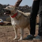 ПРЕДАННЫЕ: Лейла