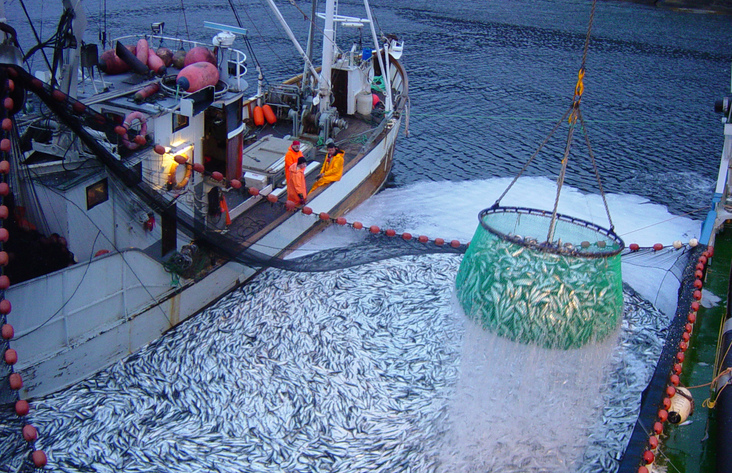 В Братске собираются разводить рыбу в промышленных масштабах