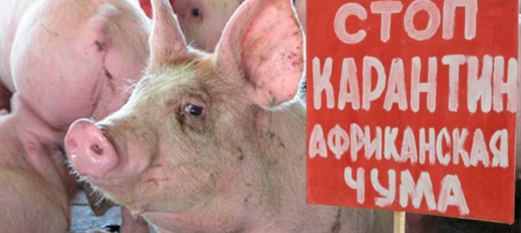 Из-за африканской чумы под Иркутском проверят здоровье свиней в Братске и районе
