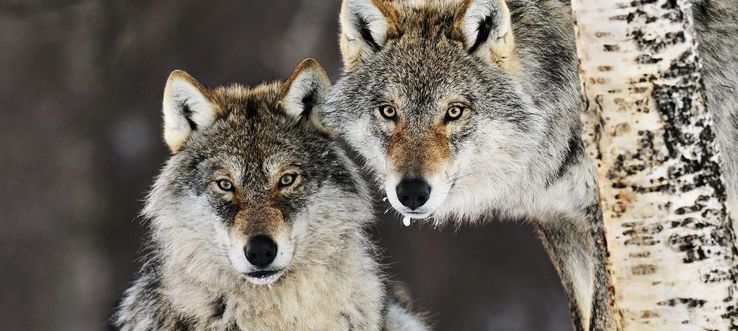 За убитых волков в Иркутской области вновь будут платить 