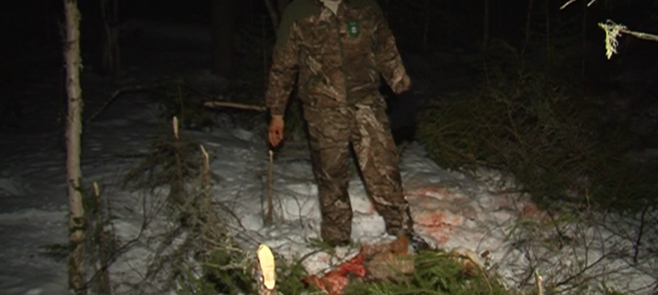 Браконьер, убивший двух изюбрей, задержан в Братском районе 