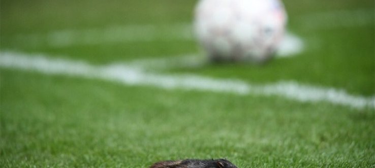 Дохлыми крысами закидали футболистов в Дании