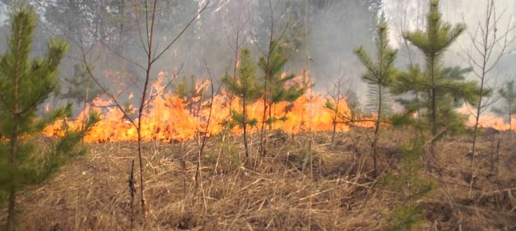 Ещё три лесных пожара зафиксированы в Братском районе в минувшие выходные