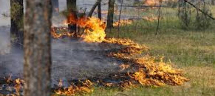 Леса в Братском районе горят, несмотря на дождливую погоду
