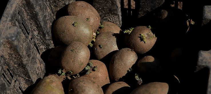 В Братске могут продавать зараженный нематодой семенной картофель