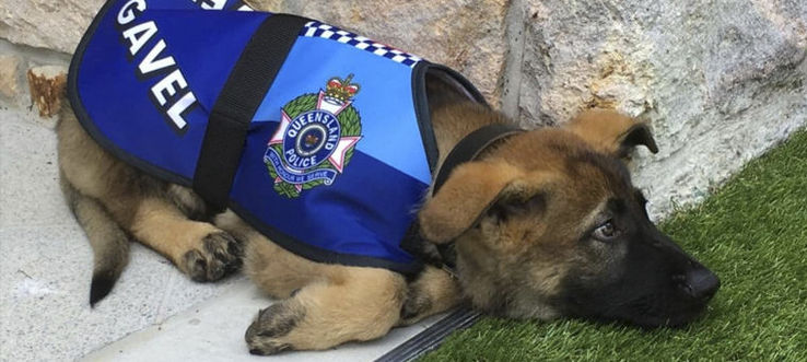 Полицейского пса уволили за слишком добрый характер