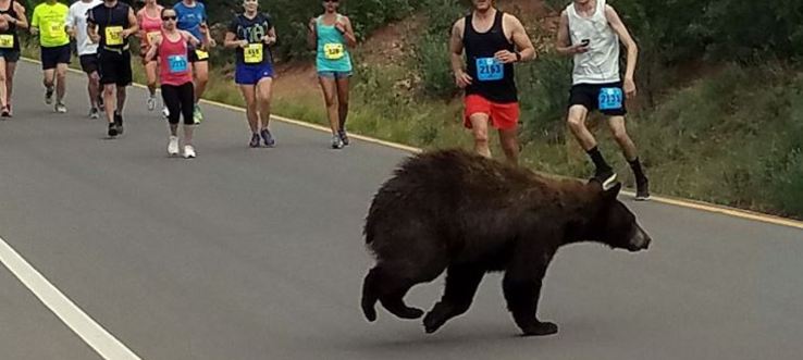В Колорадо марафонцы повстречались с медведем