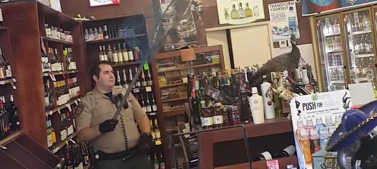 ВИДЕО: Павлин-дебошир разгромил алкогольный магазин в Америке