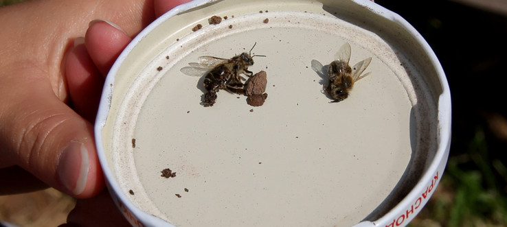 Семью депутата Думы Братского района терроризируют пчёлы 