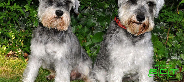 В Британии пропавших собак нашли с помощью колбасы